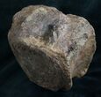 Hadrosaur Vertebra From Hell Creek Formation #8365-3